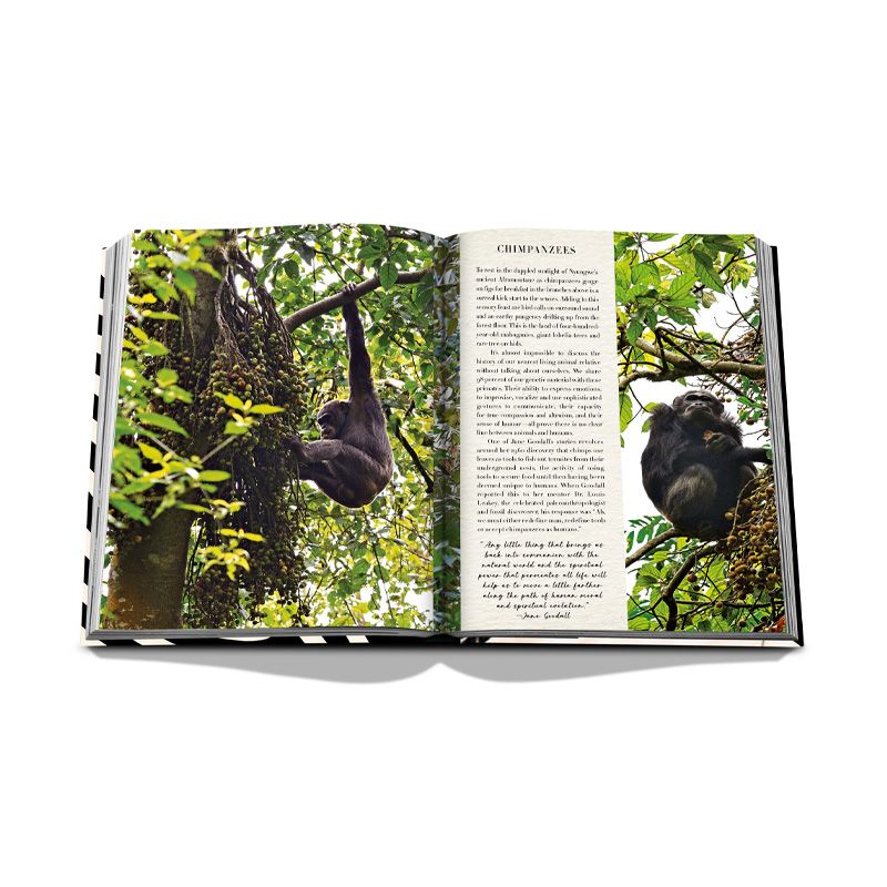 ASSOULINE Libro African Adventures: The Greatest Safari on Earth 25 x 5.8 x H 33 CM 9781649801999