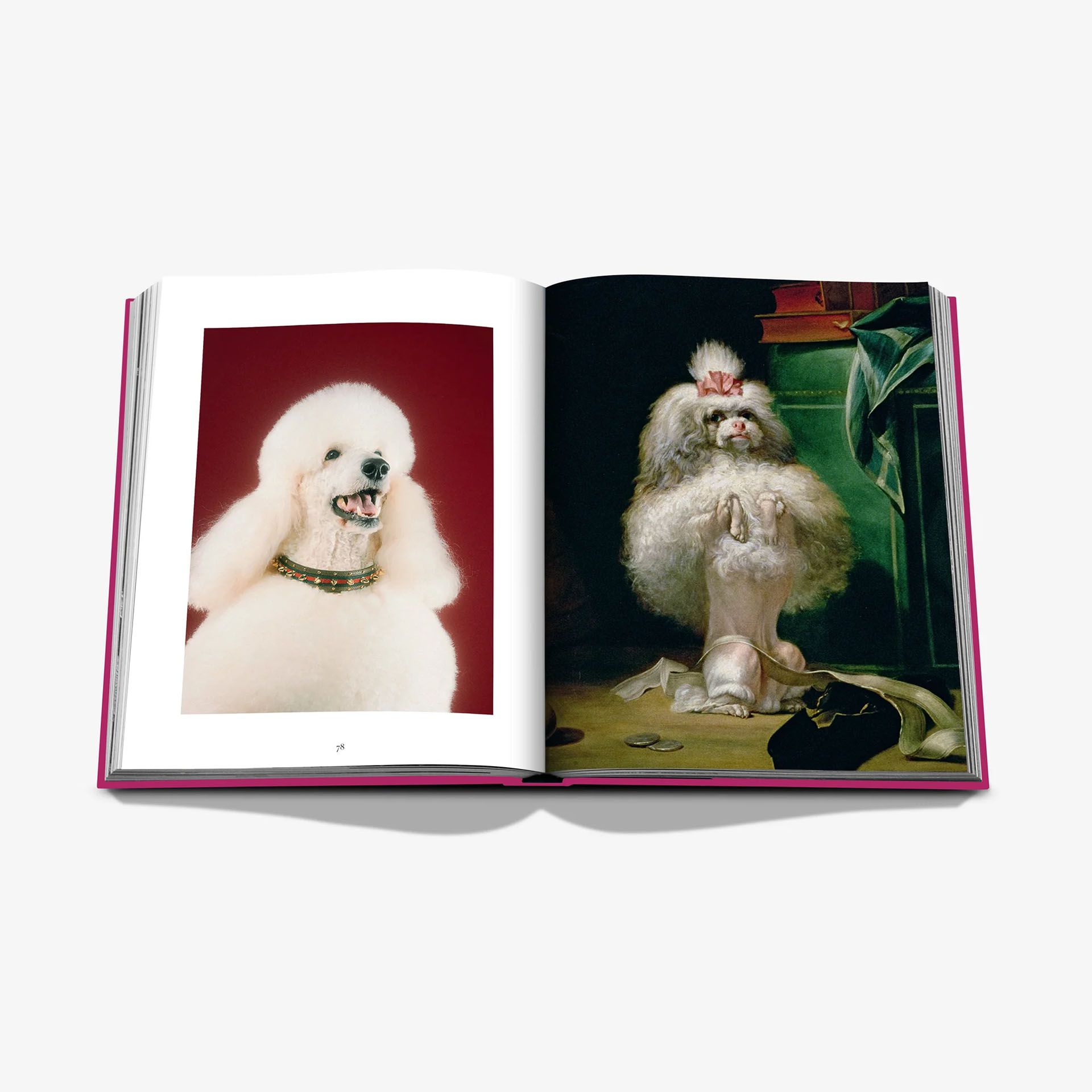 ASSOULINE Libro Chic Dogs 25 x 4 x H 33 CM 9781649804419