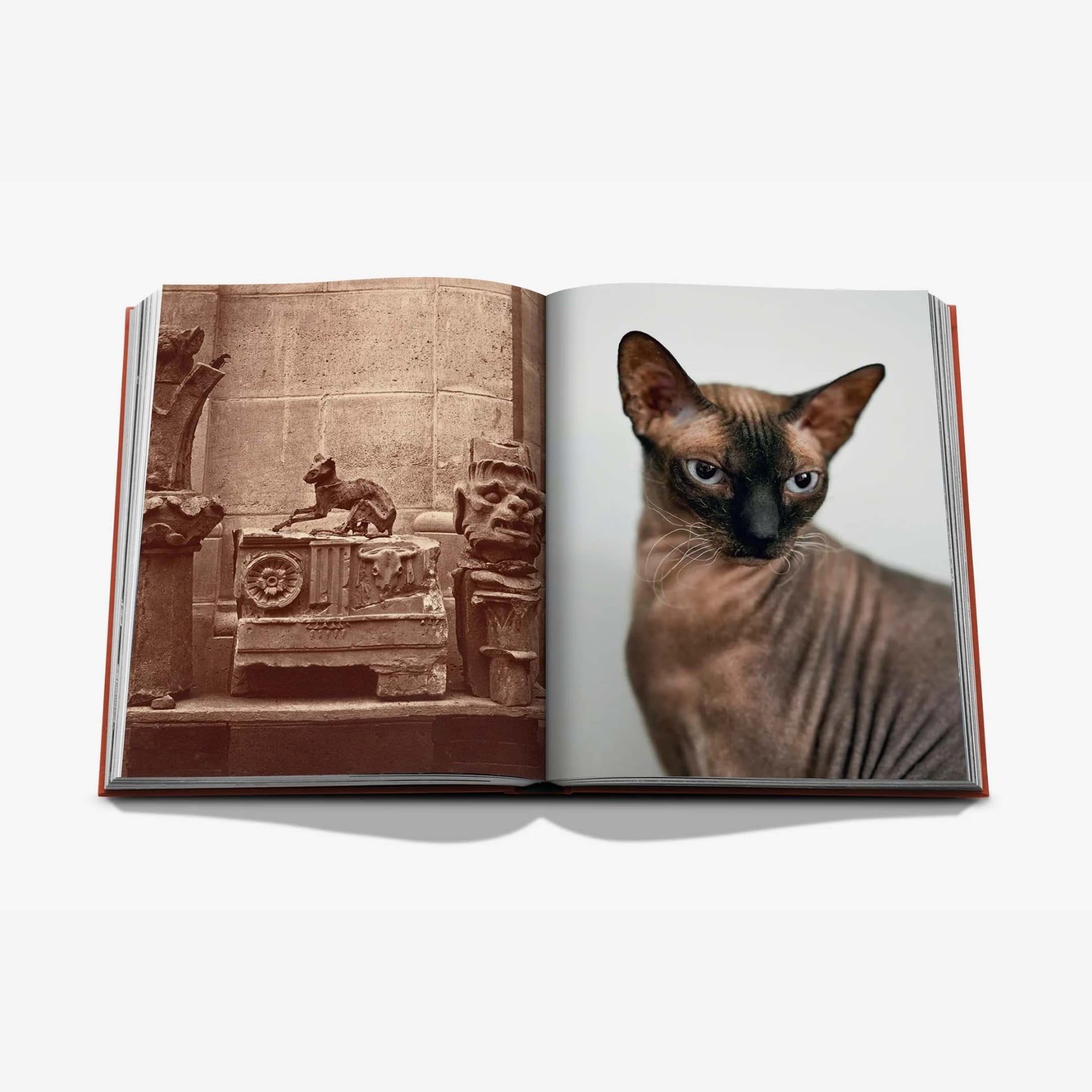 ASSOULINE Libro Chic Cats 25 x 3 x H 33 CM 9781649806871