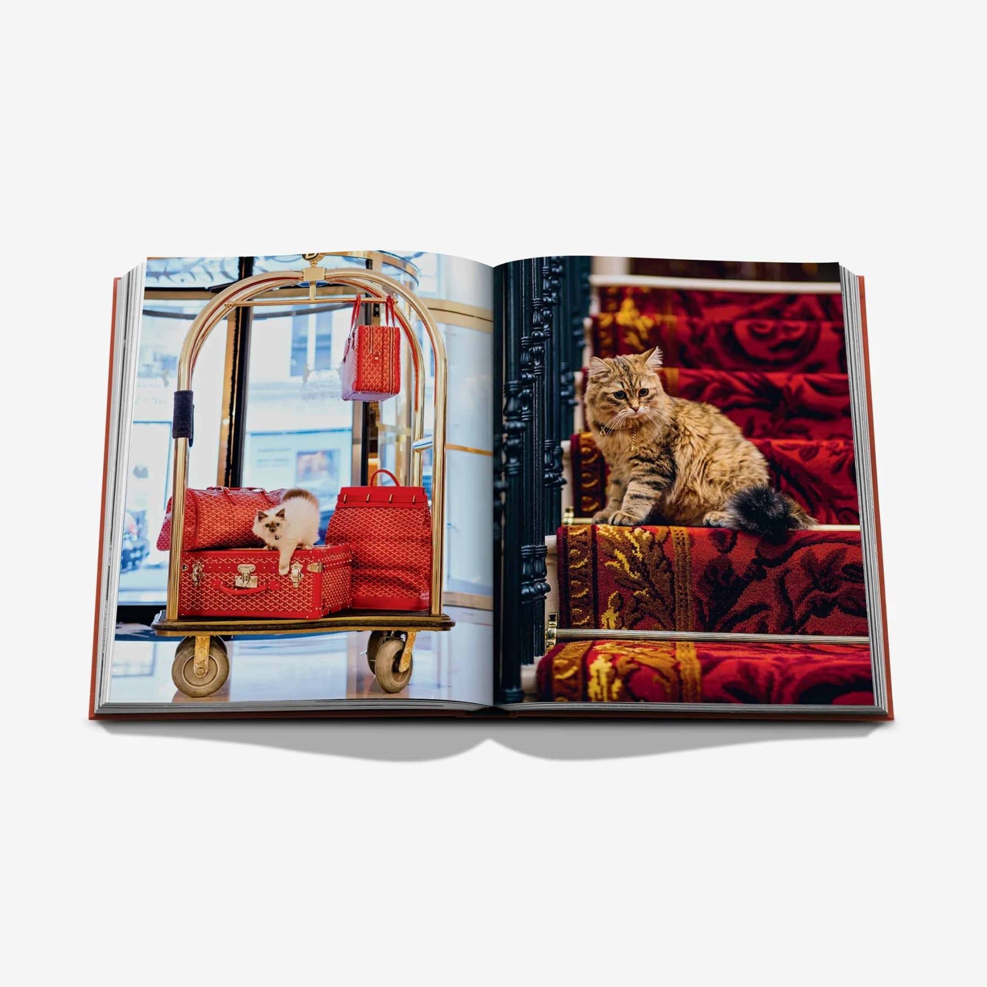 ASSOULINE Libro Chic Cats 25 x 3 x H 33 CM 9781649806871
